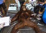 泰国14只猩猩体检 将被遣送回印尼（组图）