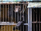 俄罗斯边疆城市遭遇洪水 动物园动物淹死在笼中【高清组图】
