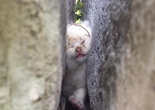 美国小奶猫卡砖缝中间 被困两天后获救（组图）