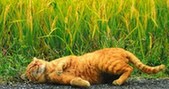 日本“打滚猫咪”爆红 被赞激萌自然又暖心