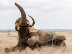 肯尼亚大象遭偷猎者毒箭射倒奄奄一息 【高清组图】