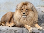 捷克动物园一狮子因天然中分发型成明星【组图】