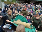 丹麦公园公开解剖小狮子 儿童现场围观【组图】