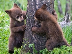 摄影师拍摄两只小熊大树下玩躲猫猫【组图】
