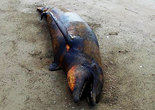 墨西哥海滩数十只海豚海龟搁浅死亡 或因海水污染(组图)