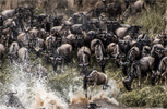 坦桑尼亚百万角马大迁徙 场面狂野壮观【高清组图】