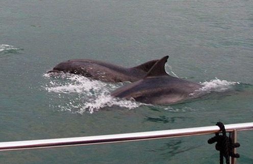 英海豚海岸边上演罕见集体表演秀 壮观超前