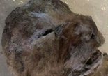 西伯利亚发现冰冻万年狮子尸体 保存完整极为罕见(组图)