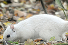 英国公园现罕见白色松鼠（组图）