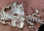巴西发现2亿年前两栖动物化石(组图)