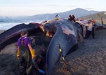 24米长蓝鲸被冲上海岸 系受厄尔尼诺影响（组图）