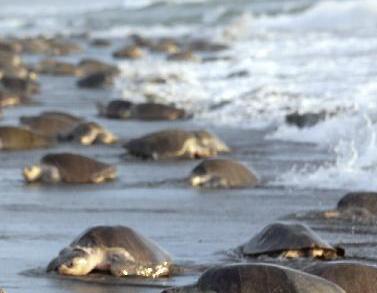 数十万海龟蜂拥至哥斯达黎加海滩产卵（高清）