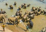 探访斯里兰卡大象孤儿院