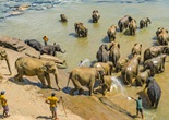 探访斯里兰卡大象孤儿院（组图）