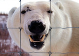 北极熊试图进入营地觅食受阻 怒火中烧熊态百出