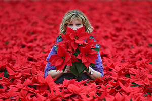 英国一花园种植10万株“一品红” 供圣诞节派送