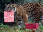 英老虎收圣诞礼物 头顶盒子蠢萌十足【组图】