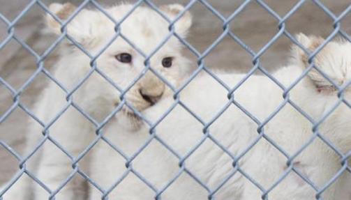 多伦多动物园白狮四胞胎亮相(组图)