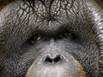 捷克动物园婆罗洲猩猩 神态超级忧伤【组图】