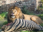 德动物园处死年迈斑马喂食狮子因争议【组图】