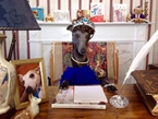英国职业狗狗模特拍“女王范儿”圣诞大片(高清组图)