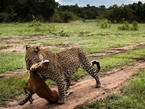肯尼亚马赛玛拉国家公园野生动物景观【组图】