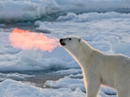实拍：北极熊呼吸如喷吐火焰【组图】