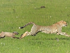肯尼亚猎豹捕食野狗 反被猎物倒追【组图】