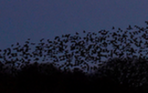 英国椋鸟成群迁徙 遮天蔽日场面壮观 组图