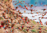 赞比亚数千红喉蜂虎涌向繁殖地 色彩艳丽动人（高清）