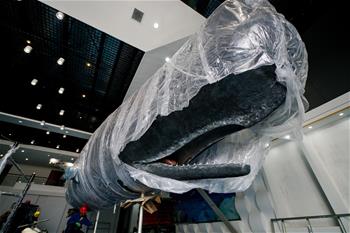 江苏如东：一年前搁浅死亡抹香鲸被制成标本后开始组装