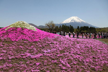 富士山麓铺花毯