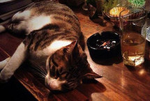日本开全球首家猫咪酒吧与猫共餐缓孤独（组图）