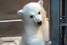 瞬间戳中萌点！日本动物园的北极熊们（图）