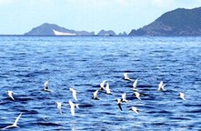 盛夏来临 日本奄美群岛夏候鸟迎来繁殖期（组图）