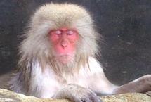 猴子也爱泡温泉！探访日本长野地狱谷