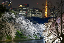 日本迎赏樱季 民众徜徉花海流连忘返(组图)