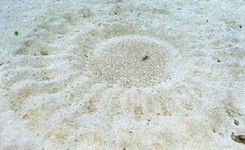 日本奄美大岛海底现爱之“神秘圆”