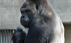 日本高颜值黑猩猩引发女游客围观 颇具王者风范