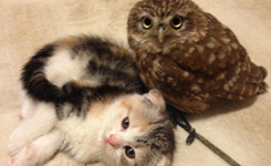 日本猫头鹰与玩伴小猫咪