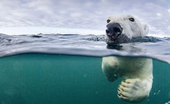 北极熊“捕食”相机