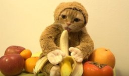 猫咪扮小猴吃香蕉卖萌